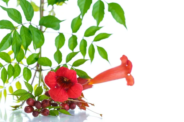 Kırmızı çiçek Campsis çiçeklenme — Stok fotoğraf