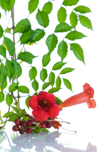 Blooming red flower Campsis — Stock Photo, Image