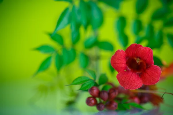 Blühende rote Blume campsis Stockbild