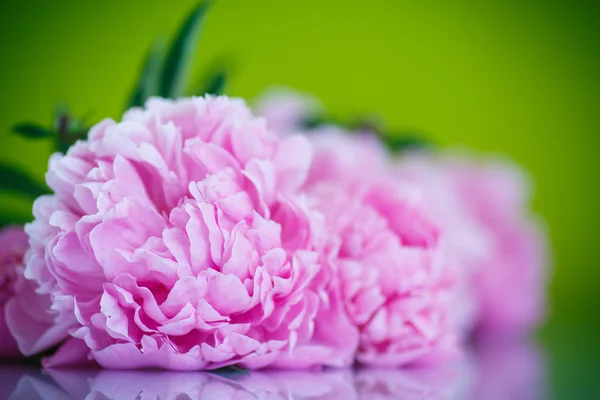 美しいピンクの牡丹 — ストック写真