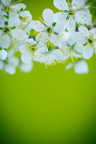 Bellissimo ramo di albero da frutto in fiore — Foto Stock