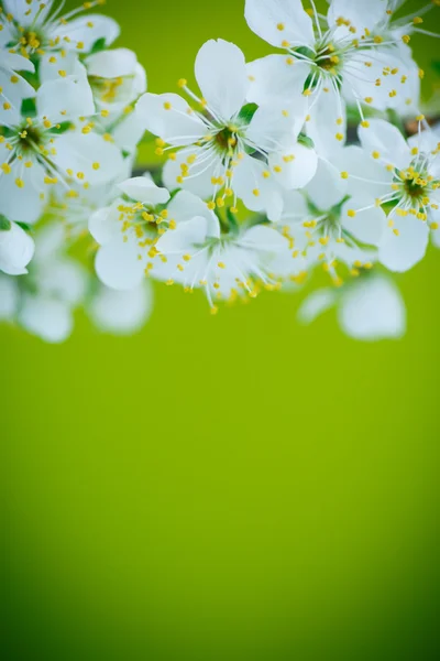 Красива квітуча гілка фруктового дерева Ліцензійні Стокові Зображення