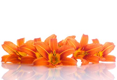 Turuncu lily