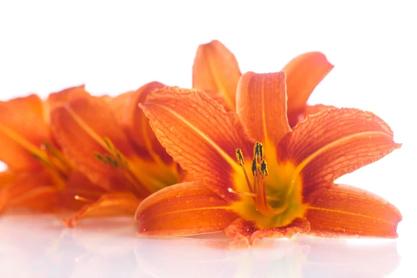 Orange lily — Stock Photo, Image