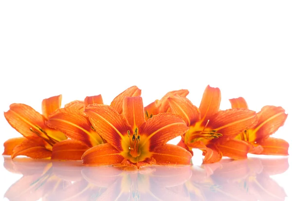 Narancssárga liliom — Stock Fotó