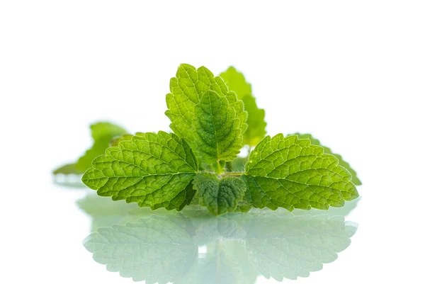 Fresh mint — Stock Photo, Image