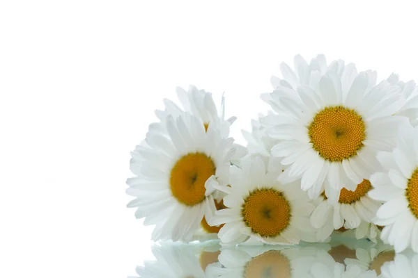 Chamomile — Stock Photo, Image