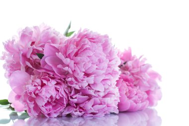 güzel pembe peonies