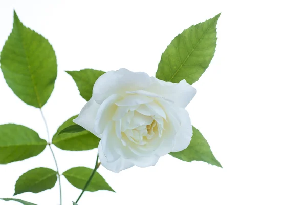 Rosa bianca bella Foto Stock Royalty Free