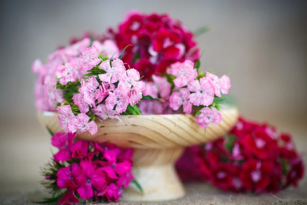 Bouquet luminoso di garofani — Foto Stock