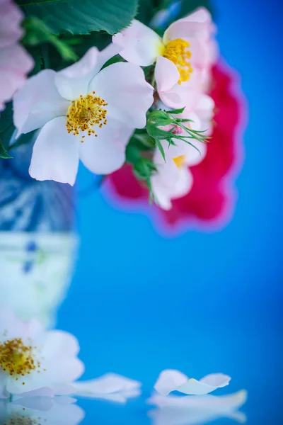 Bouquet of beautiful wild roses — Stock Photo, Image