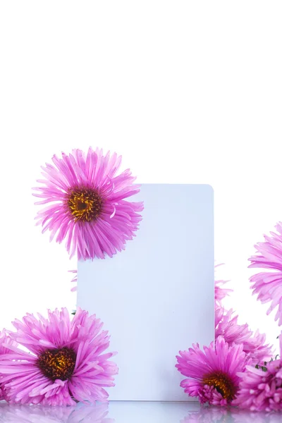 粉红色的菊花 — 图库照片