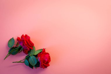 Pastel arka planda izole kırmızı güller.