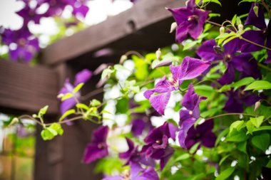 Flower in the rays of the sun with a blurred green background.