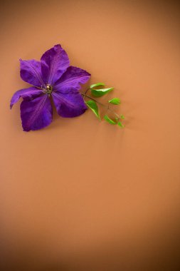 Purple clematis flower on brown background with empty space.