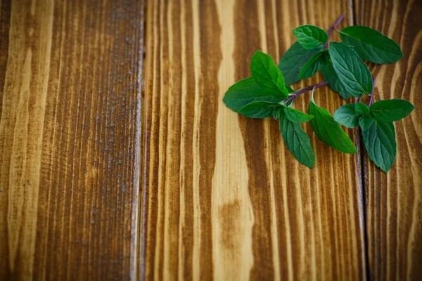 Fresh green mint — Stock Photo, Image