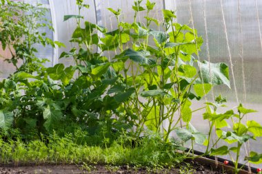 Salatalık seralarda