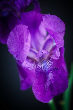 Iris güzel çiçek
