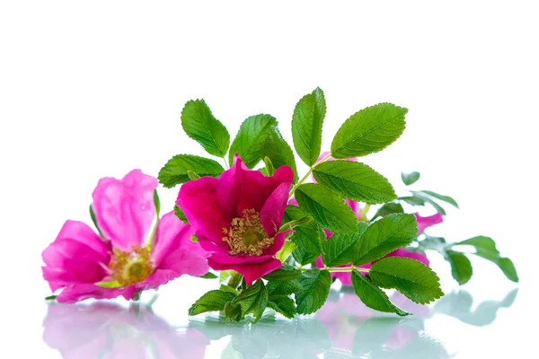 Blomma blommande wild rose — Stockfoto