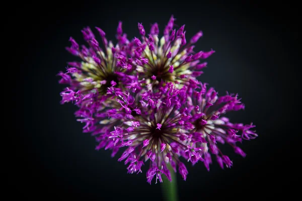 Allium. — Foto de Stock