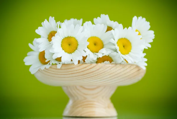 Chamomile — Stock Photo, Image