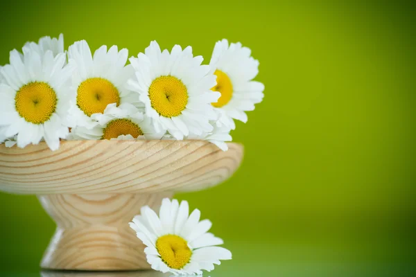 Chamomile — Stock Photo, Image