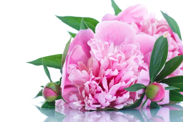 Blooming peony — Stock Photo, Image