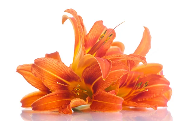 Orange lily — Stock Photo, Image