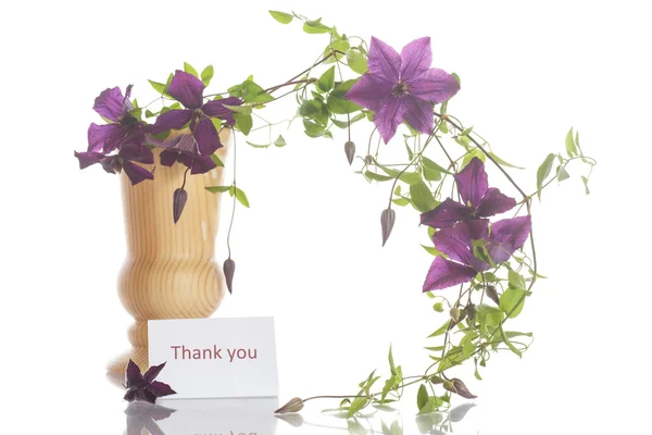 Beautiful blooming clematis — Stock Photo, Image