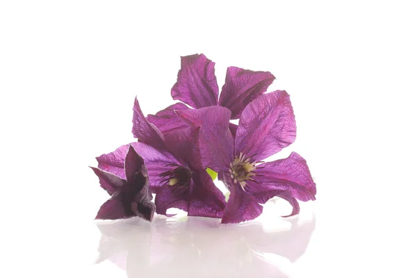 Mooie bloeiende clematis — Stockfoto