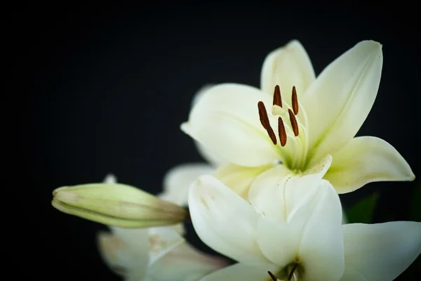 White Lily — Stock Photo, Image