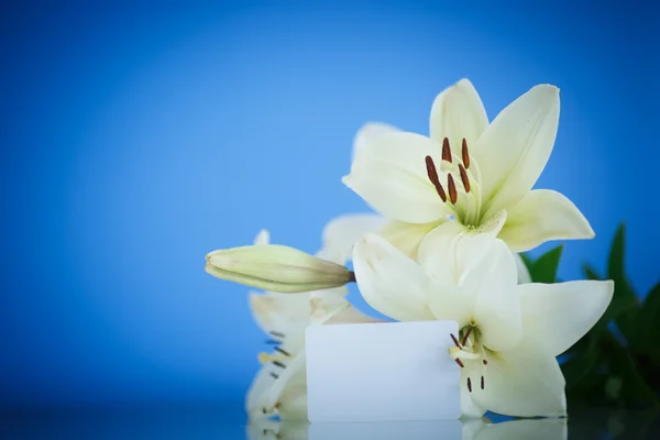 Giglio bianco — Foto Stock