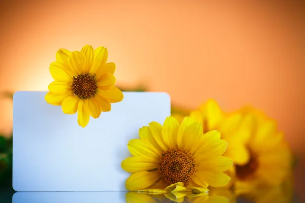 Um monte de flores amarelas da margarida — Fotografia de Stock