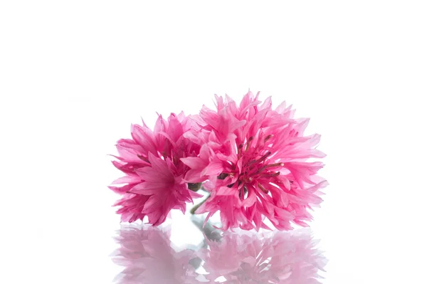 鲜艳的康乃馨花束 — 图库照片