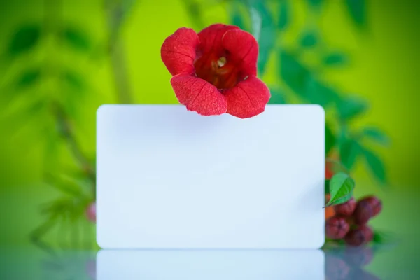 Florescendo campsis flor vermelha — Fotografia de Stock