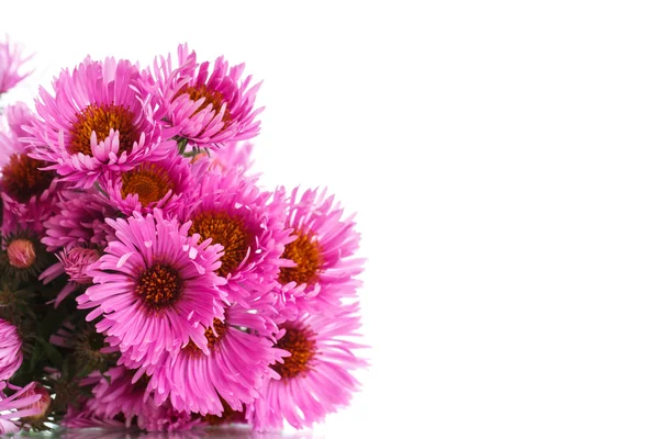 Strauß rosa Chrysanthemen — Stockfoto