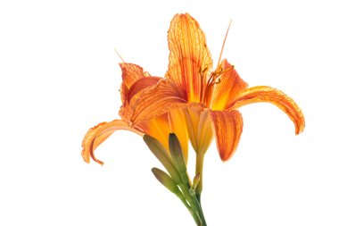 Beyaz arka planda kırmızı zambaklı güzel portakallar..