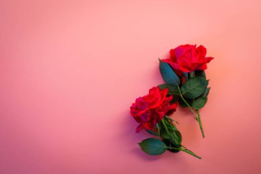 Pembe arka planda iki parlak kırmızı gül.