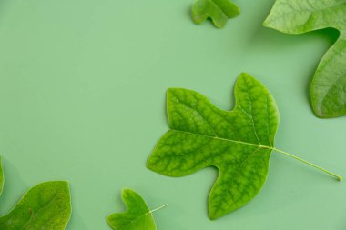 Tasarım için soyut düzende taze yaprak şekilleri.