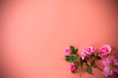 Yukarıdan gelen pembe güller sade arka planda nesneler olmadan.