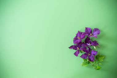 Metin için klematis dalı ve boşluk olan yeşil arkaplan.