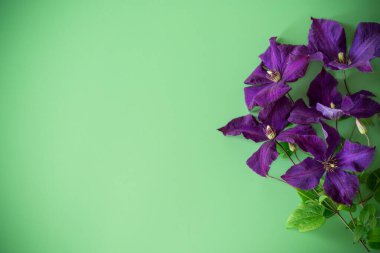 Clematis ve temiz boşluklu tatil kartı.