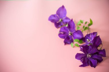 Clematis 'li bayram kartı ve pembe arka planda boş alan.