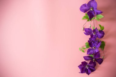 Açan klematis, pembe arka planda üst görüntüyü izole etti..