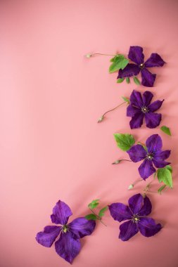 Clematis 'li bayram kartı ve pembe arka planda boş alan.