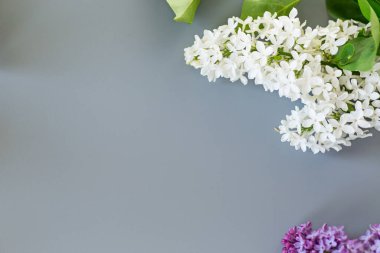 Yazıtlar için gri bir arkaplan üzerinde yukarıdan leylak yakın plan.