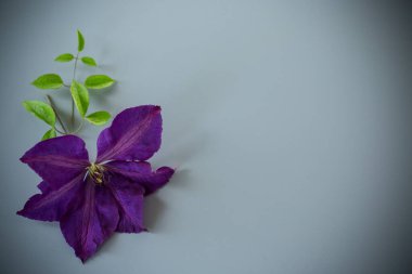 Gri arkaplan üzerinde mor klematis çiçeği ve boş alan.