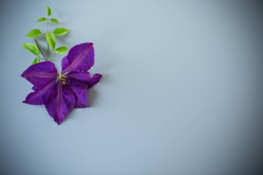 Gri arkaplan üzerinde mor klematis çiçeği ve boş alan.