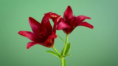 Yeşilde izole edilmiş kırmızı zambakları kapat.