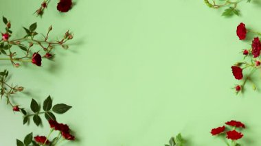 Yeşil arkaplandaki minyatür kırmızı güller.